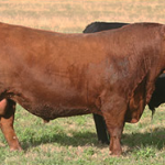 1452-casamu