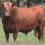 434-casamu