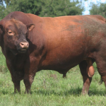 7824-arecutran-2-casamu