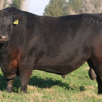 9522-culminante5-casamu