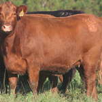 963-casamu