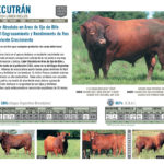 ARECUTRAN
