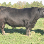 PEUMA RP 1120 CASAMU