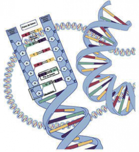 Estructuradel ADN