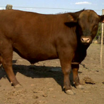bravo-1-casamu