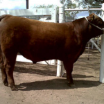 bravo-3-casamu