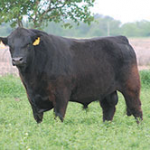 china-angus-final