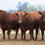conjunto-de-toros-colorados-para-remate-casamu