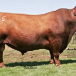 conquest-toro-casamu