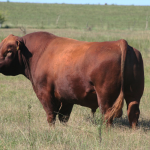 csm4100-alca-alu-casamu