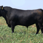 csm4878-xumek-casamu