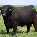 csm5302-cuyul-casamu