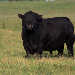 csm5622-lihuen-casamu