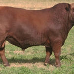 curaca1-casamu