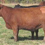 curaca2-casamu