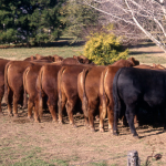 fila-de-toros-en-casamu-cardales-casamu