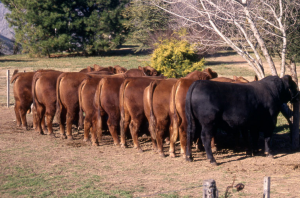 Fila de toros en Casamú Cardales