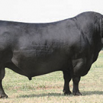 final-answer-casamu