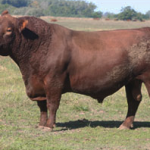 imagen14-objetivos-genetica-casamu