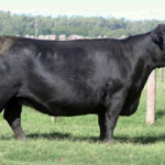 imagen15-objetivos-genetica-casamu