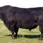 imagen18-objetivos-genetica-casamu