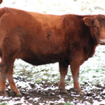imagen6-evolucion-genetica-casamu