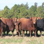 inicio machos IMG_0560