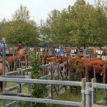 instalaciones-fijas-para-remates-casamu