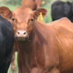 lihuena9635-casamu