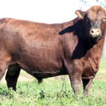 machosX3