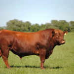 rehue-3g-casamu