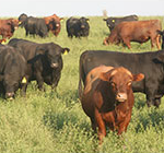 remate-inductivo-casamu1