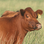 rp02427-casamu