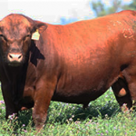 rp2810-casamu