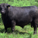 toros-vp-casamu