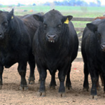 trio-de-toros-negros para remate-casamu