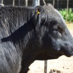 imagen-venta-de-semen