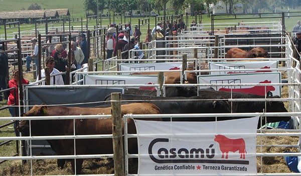 Genética Casamú en Uruguay