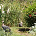 Gallinas de Guinea en los Jardines de Casamú