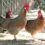 Gallinas Legohrn moreno