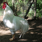 Plymouth Rock Blanco