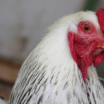 CSM_0486-brahma-armiñado