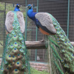 Pavos Reales
