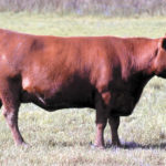 A1-juan-1074
