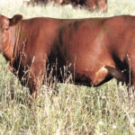 B2juan-1094