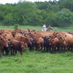 DSC09537–En-El-Rincon