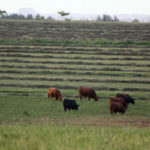 IMG_1270-Toritos-en-pradera.-Al-fondo-henificando