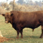 juan-1101