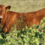 C393-REHUEN