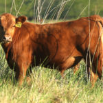 C586-REHUEN